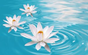 137572-water-lily-lotus-flower